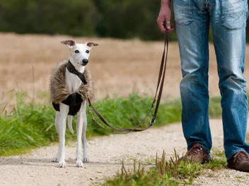 How to Train a Whippet: 10 Vet-Approved Tips