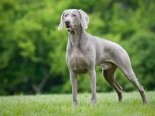 14 Dogs Similar to Weimaraners (With Info & Pictures)