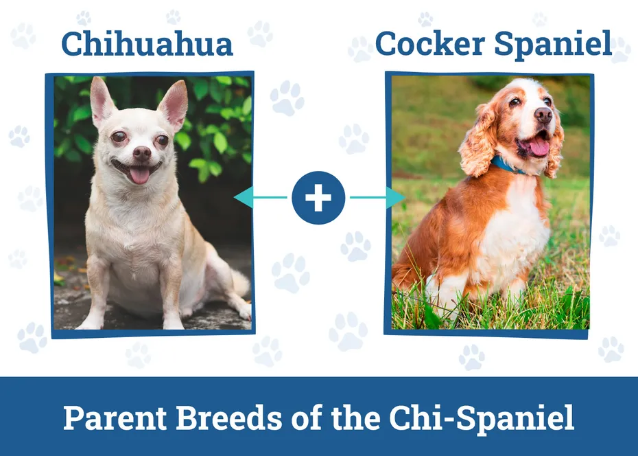 Parent Breeds of the Chi-Spaniel