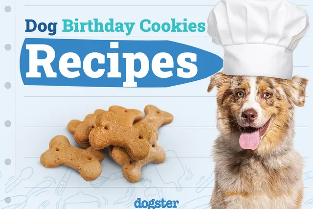 8 Dog Birthday Cookie Recipes to Treat Your Pup With