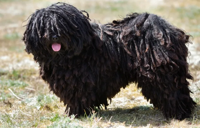 puli dog standing outdoor