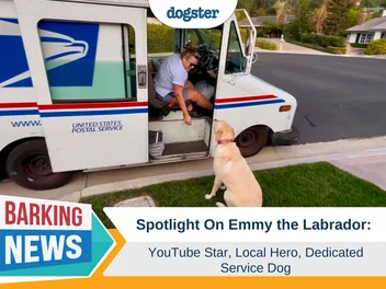 Spotlight On Emmy the Labrador: YouTube Star, Local Hero, Dedicated Service Dog