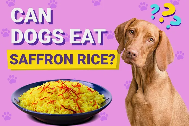 Can Dogs Eat Saffron Rice? Vet-Verified Facts & Safety Guide