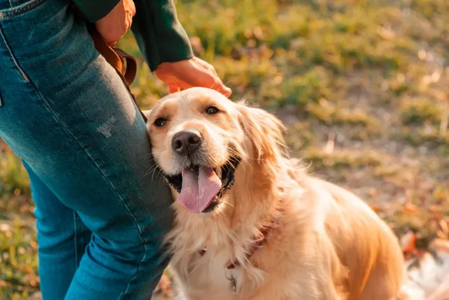 Holistic Health Treatments for Dogs: Effectiveness & Types Explained