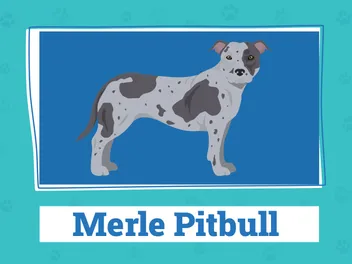 Merle Pitbull: Vet-Reviewed Info, Pictures, Origin & History