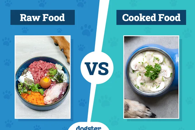 Raw vs Cooked Dog Food: Vet-Reviewed Pros, Cons & What to Choose