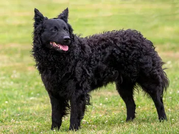 Mudi Dog Breed: Info, Pictures, Origin & Characteristics