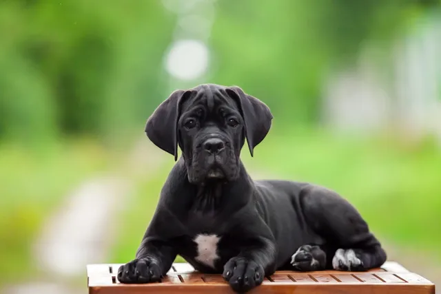 Does a Cane Corso Shed a Lot? Facts, Tips & FAQ