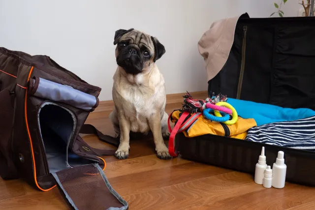 Importing Dogs to USA: 6 Vet-Verified Tips for Bringing Your Pup Back Home