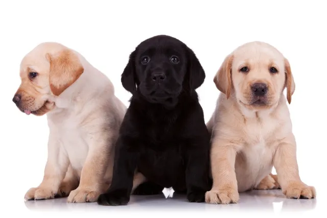 Labrador Retriever Puppies for Sale in Kansas: 2026 Breeders List