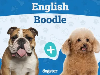 English Boodle (English Bulldog & Poodle Mix): Info, Pictures, Care & More