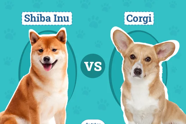 Shiba Inu vs. Corgi: Breed Comparison (With Pictures)