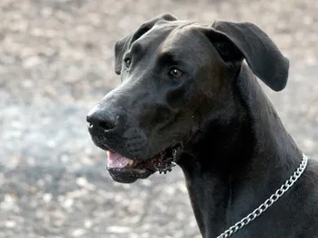Warlock Doberman: Info, Pictures, History & Origin