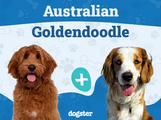 Australian Goldendoodle Dog Breed: Info, Pictures, Care & More