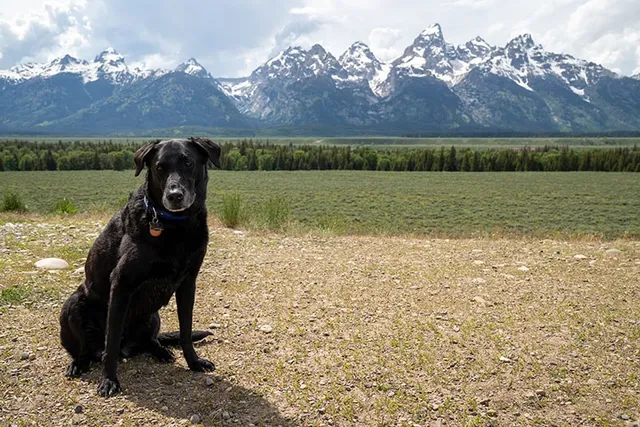 Are Dogs Allowed in Grand Teton National Park? (Updated in 2026)