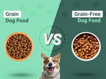 Grain vs. Grain-Free Dog Food: Which One’s Better? Vet-Verified Facts & FAQ