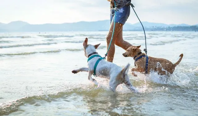 10 Dog-Friendly Beaches in San Diego, CA to Visit in 2026