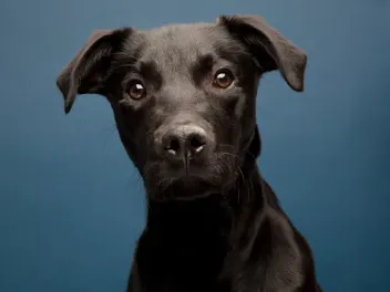 Why Are Black Dogs Less Likely to Be Adopted? Vet-Verified Facts & How You Can Help