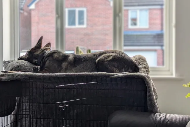 Dog Crates Are For Lying On: Kodah in the Window