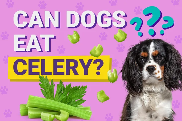 Can Dogs Eat Celery? Vet-Approved Feeding Facts & FAQ