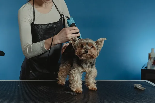 How Do Dogs Feel After Grooming? Facts & Vet-Verified Tips to Help