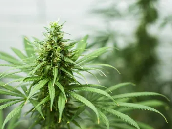 Can Dogs Get High? Vet-Approved Marijuana Toxicity Facts & FAQ