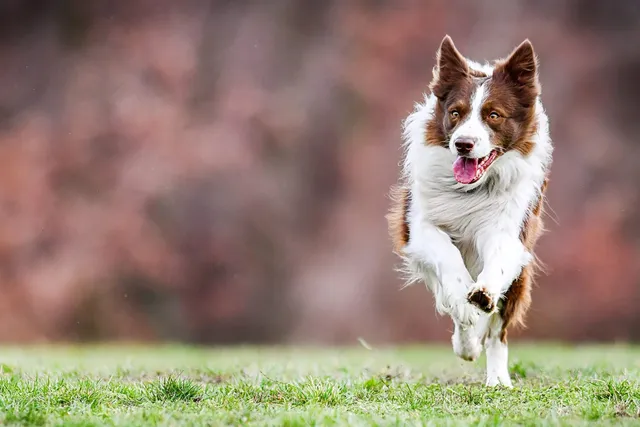 Spring Reset: What Dog Fence Should I Be Considering? A Complete Guide