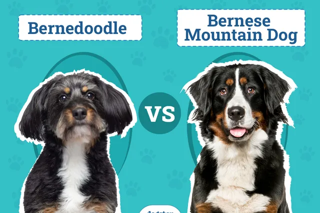 Bernedoodle vs Bernese Mountain Dog: Main Differences (With Pictures)
