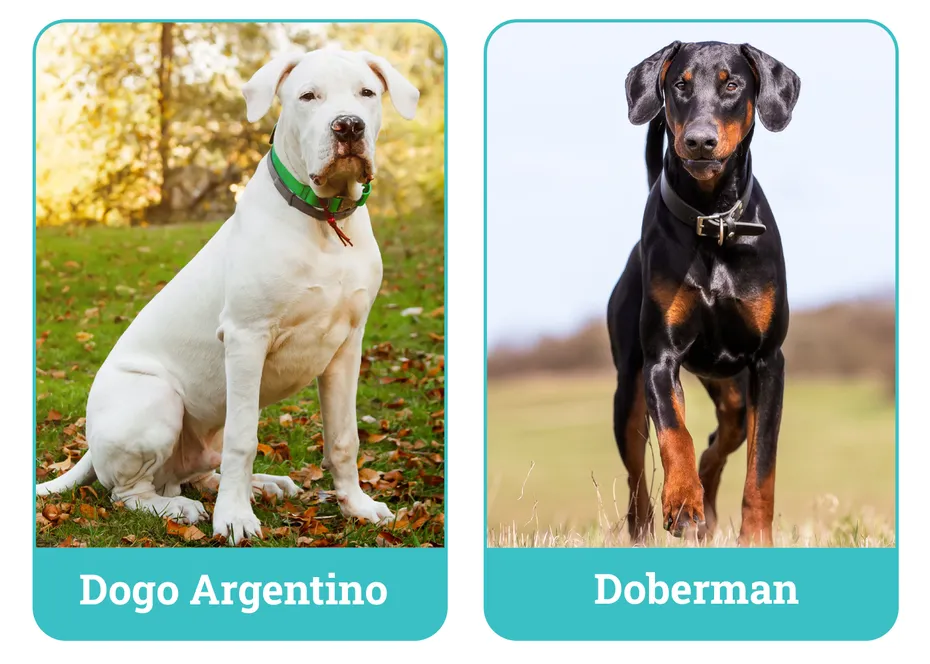 Dogo Argentino vs Doberman