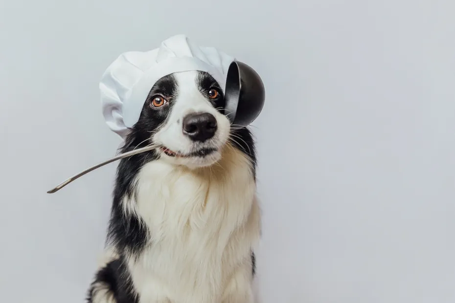 border collie dog in chef hat holding ladle in mouth