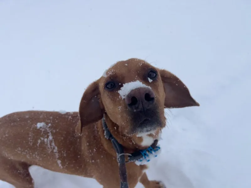 Hela with snow on her muzzle