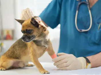 Hormonal Imbalance in Dogs: 9 Vet-Explained Signs & How to Treat It