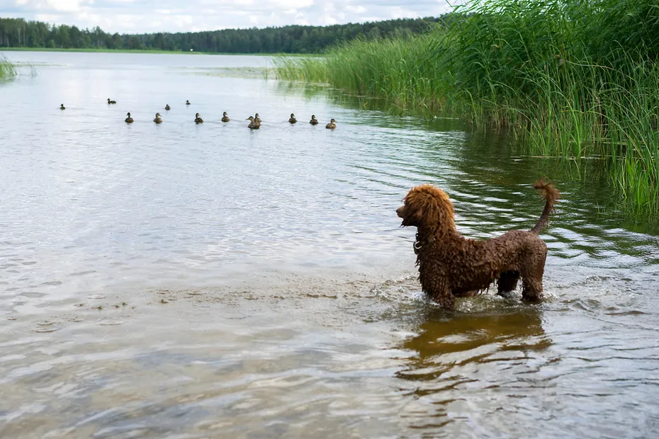 Poodle puppy ready for Hunting