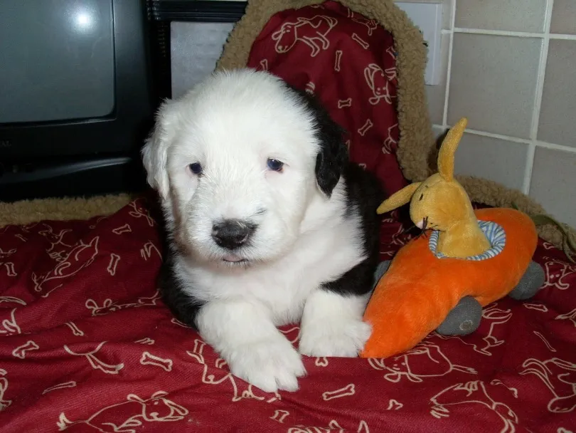 old english sheepdog puppy