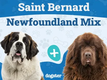 Saint Bernewfie (St. Bernard Newfoundland Mix): Info, Pictures, Care & Traits