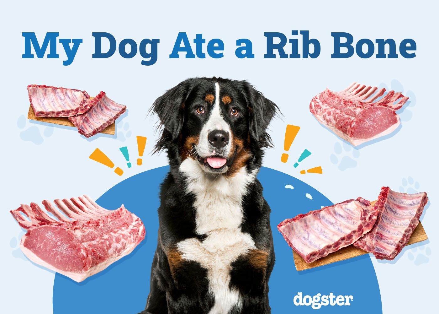 My Dog Ate a Rib Bone, What Should I Do? Our Vet Explains