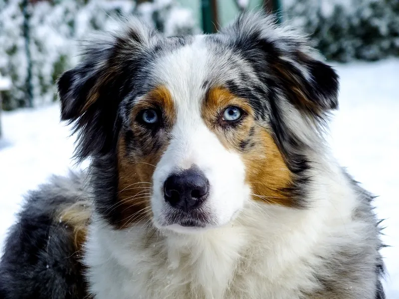 blue merle australian shepherd dog with blue eyes in the snow