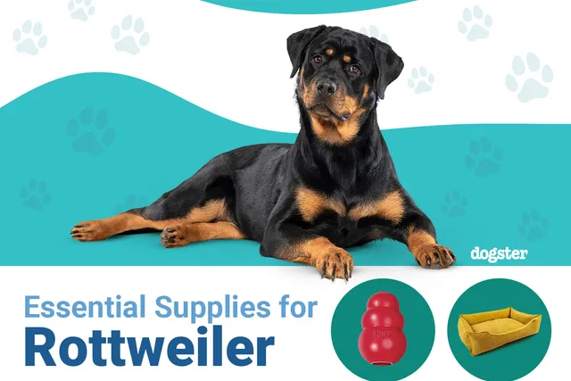 13 Essential Rottweiler Supplies: 2026 Vet-Reviewed Guide