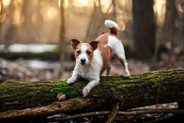 21 Jack Russell Terrier Mixes (With Pictures)