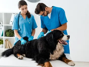 How Do Dogs Get Mango Worms? Vet Reviewed Facts