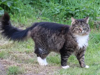 14 Cat Breeds That Get Along With Dogs (With Info & Pictures)
