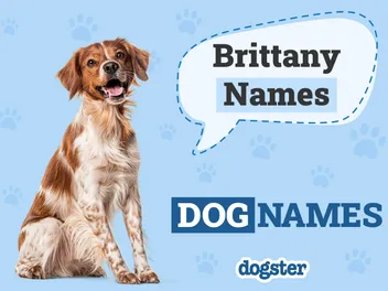 130+ Brittany Dog Names: Popular & Unique Ideas