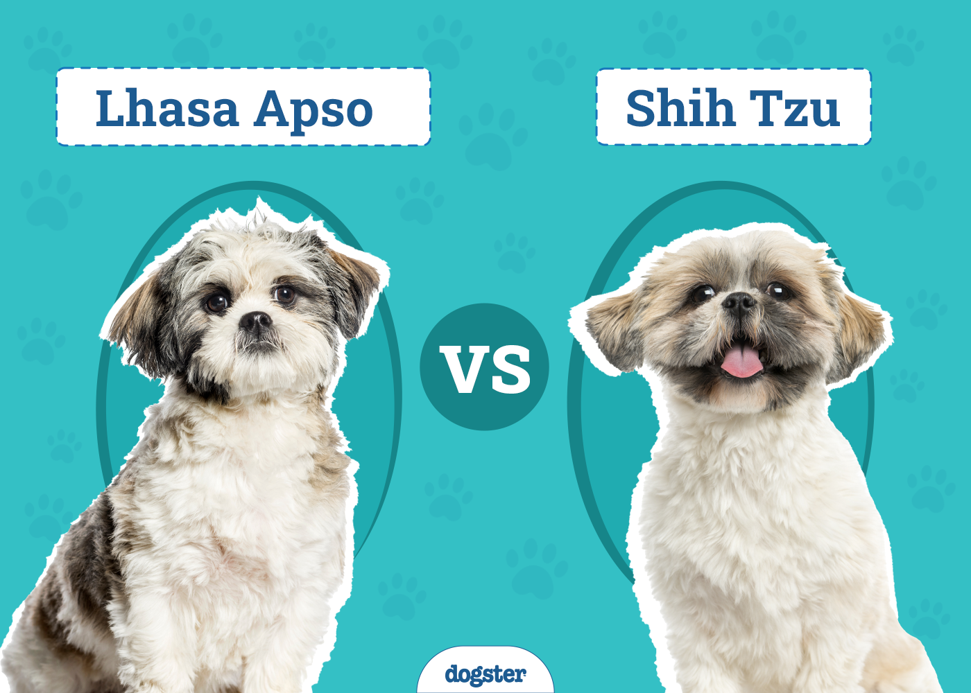 Pekingese vs Shih Tzu