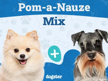 Pom-A-Nauze Dog Breed: Info, Pictures, Care Guide & More