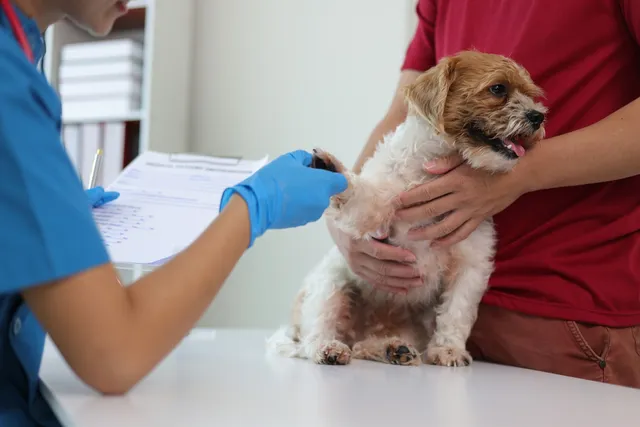 My Dog Stepped on Glass, What Should I Do? 5 Vet-Approved Steps