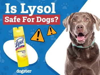 Is Lysol Safe to Use Around Dogs? Vet-Approved Facts & FAQ