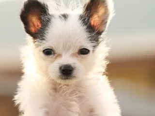 Chi Chon (Chihuahua & Bichon Frise Mix): Info, Pictures, Care & More