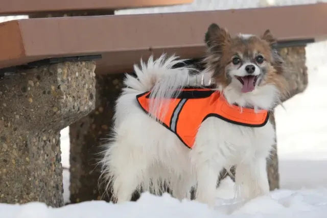 How to Protect Dogs From Coyotes: 7 Vet-Reviewed Tips
