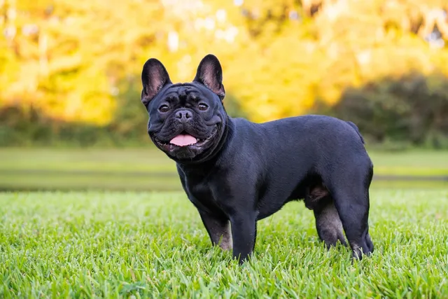 Why Are French Bulldogs So Popular? 10 Main Reasons