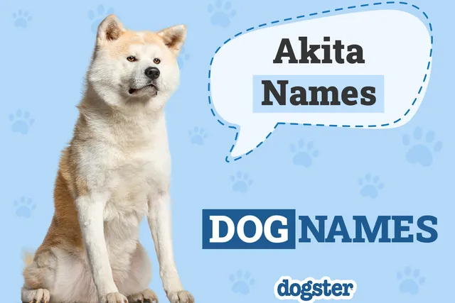 200+ Akita Names: Unique, Cute & Meaningful Ideas